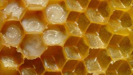 Le miel est un aliment naturel riche en sucres simples directement assimilables, doué d'un pouvoir sucrant plus important que le saccharose, tout en ayant un apport calorique moindre.
