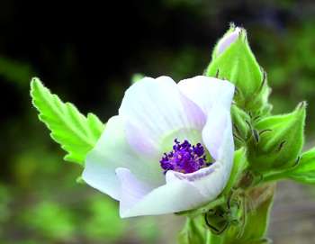 Jardiner la guimauve : plante médicinale