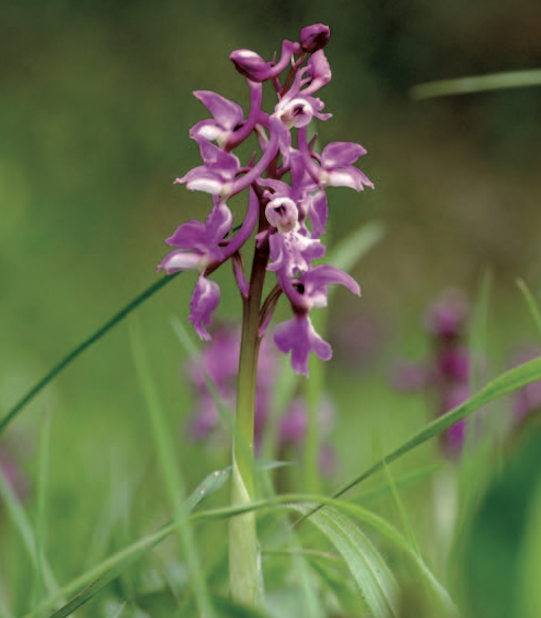 Orchis mâle Fleur rare