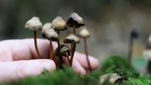 champignons hallucinogènes 