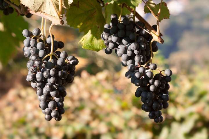 Plus le raisin est foncé et plus il serait riche en vitamines, minéraux et surtout en pigments protecteurs.