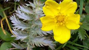 L’anserine, Potentilla anserina, veut dire « qui appartient à l’oie », par allusion au fait que ces palmipèdes raffolent de la plante.