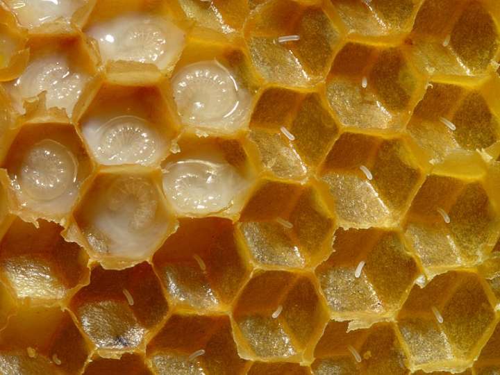 Le miel est un aliment naturel riche en sucres simples directement assimilables, doué d'un pouvoir sucrant plus important que le saccharose, tout en ayant un apport calorique moindre.