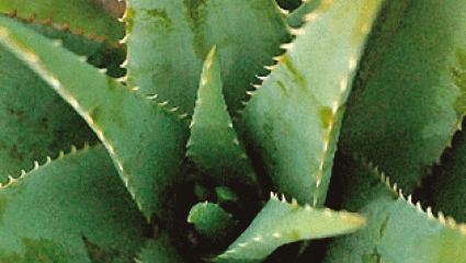 Comment utiliser l'Aloe vera en cuisine ? 