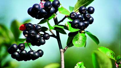 Aronia, mûre, myrtille, sureau: comment consommer les fruits noirs?