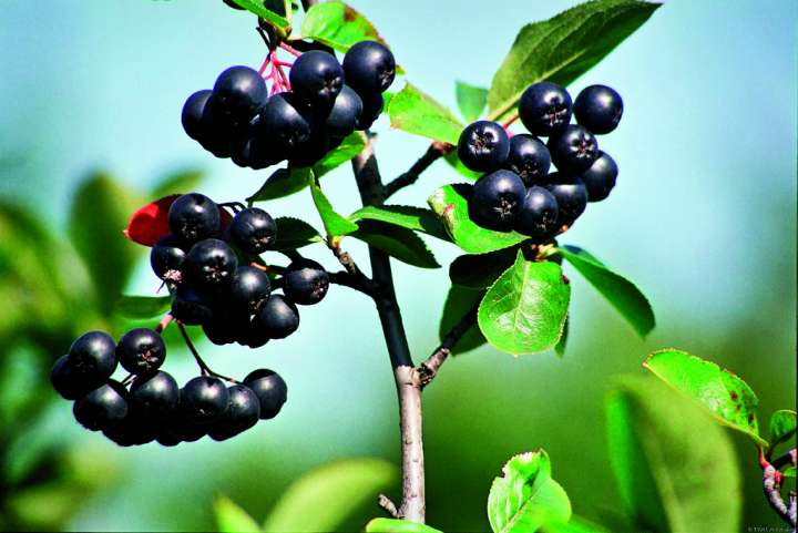 Aronia, mûre, myrtille, sureau: comment consommer les fruits noirs?