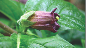Atropa belladonna : la belle vénéneuse des homéopathes
