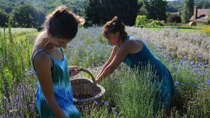 Nathalie (à droite) et Stéphanie ceuillent des bleuets. Crédit photo : © Serge Lapouge