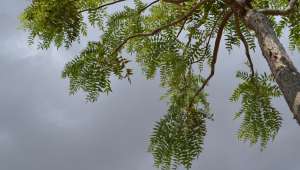 boswellia-ayurveda-plantes-et-sante.fr