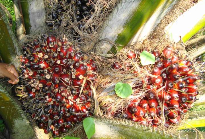 Le palmier à huile est le champion toute catégorie pour la production de matière grasse végétale : un hectare fournit environ 6 000 litres par an.