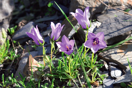 La campanule d’Allioni