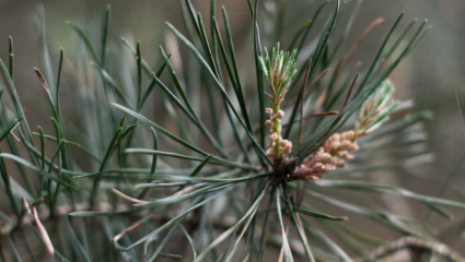 Le pin sylvestre est synonyme de force, de tonus, de voies respiratoires dégagées et de propriétés calmantes en cas de douleur.