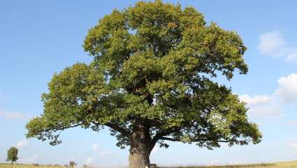 L'Oak vous aidera à lâcher prise, être plus modéré et à demander des conseils ou de l'aide.