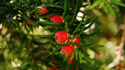 Ce petit fruit rouge qui ressemble à une cerise allongée est présenté comme l’aliment le plus efficace pour lutter contre le vieillissement dans la médecine traditionnelle chinoise.