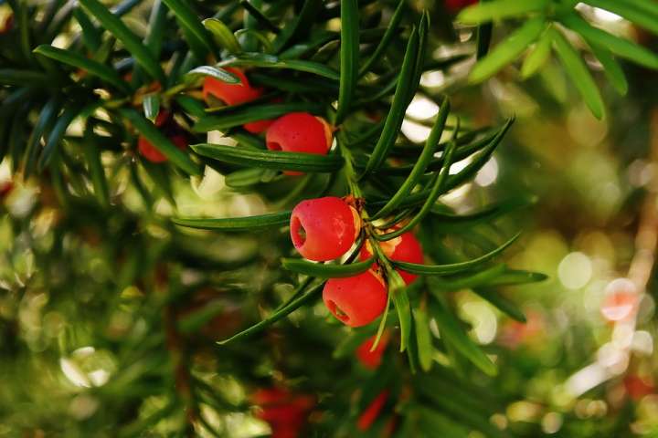 Ce petit fruit rouge qui ressemble à une cerise allongée est présenté comme l’aliment le plus efficace pour lutter contre le vieillissement dans la médecine traditionnelle chinoise.