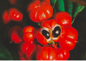 Guarana d'Amazonie : coupe faim et énergisant