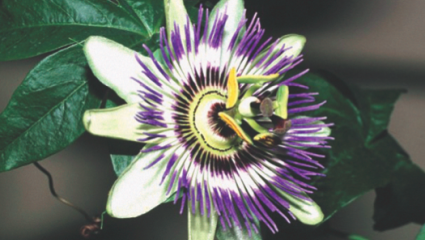 Passiflora incarnata : pour trouver la paix de l’âme