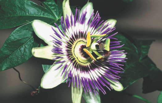 Passiflora incarnata : pour trouver la paix de l’âme