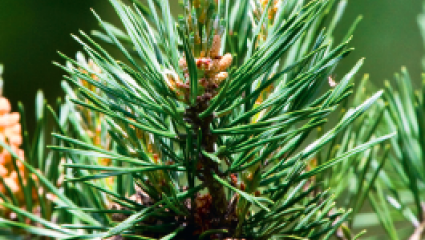 Le pin sylvestre, élixir du perfectionniste