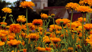 Le souci : une fleur facile