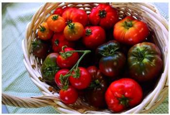 Manger sain : les tomates, plantes médicinales