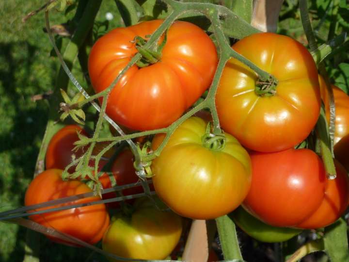 Les tomates stressées par les portables
