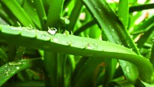 Plantes médicinales : L’Aloe vera, un gel réparateur