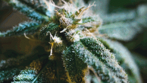 Phytothérapie : Le cannabis va-t-il nous soigner ? 