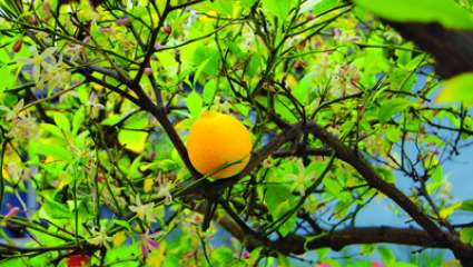 Plantes médicinales : le citron