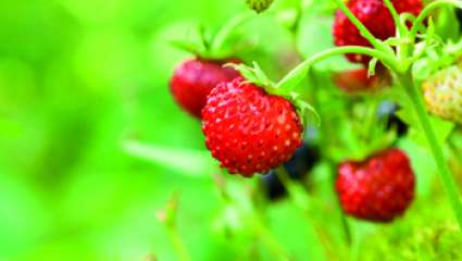 Plantes médicinales : Le fraisier, comment y résister !