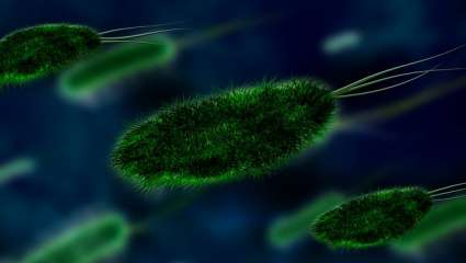 Bactérie 