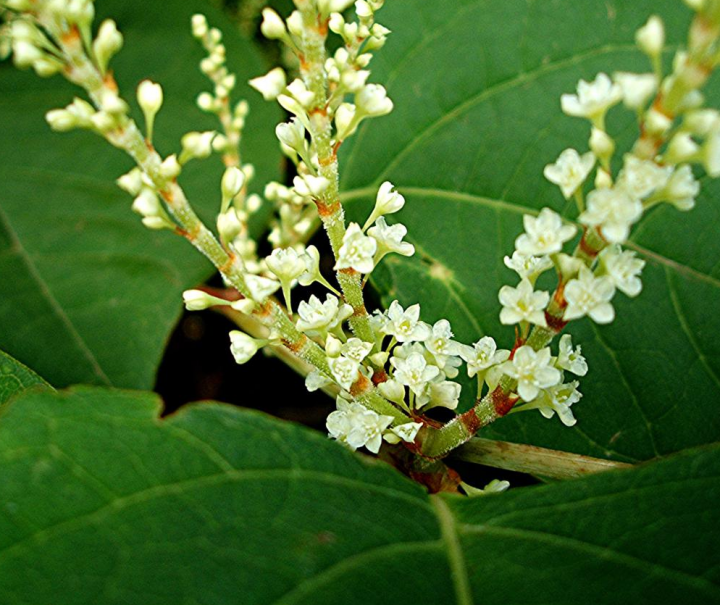 Renouée du Japon (Reynoutria japonica)