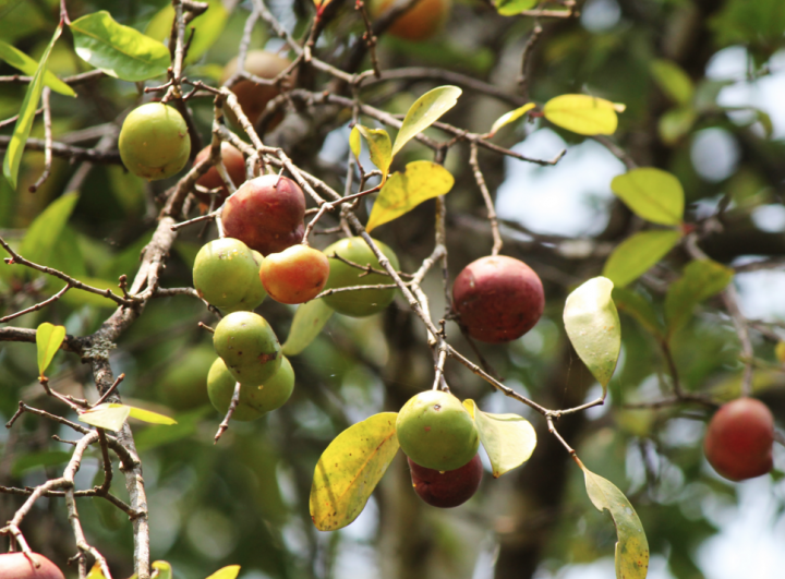 La garcinia (Garcinia indica)