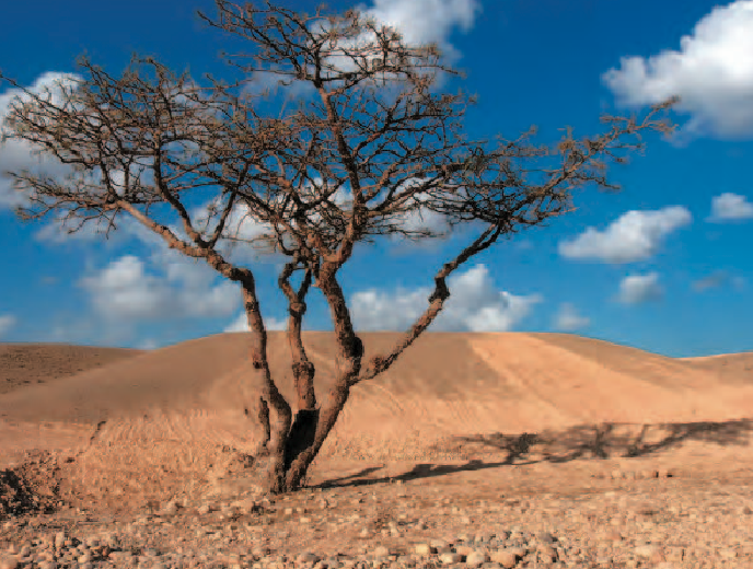 Desert - arbre 