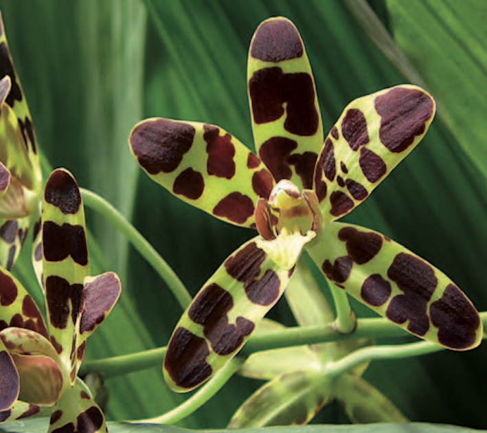 Orchidées thérapeutiques