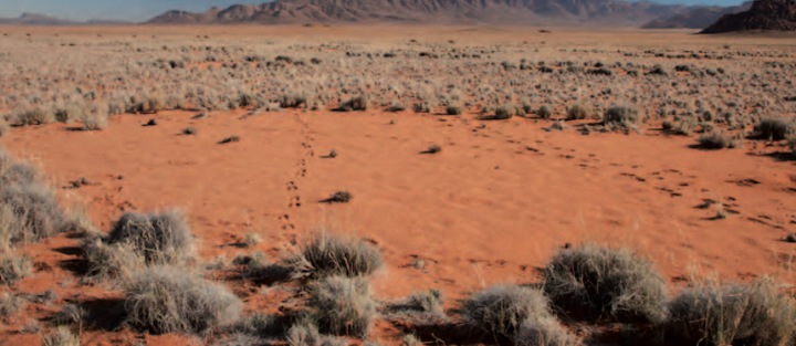 Cercle de fées en Namibie