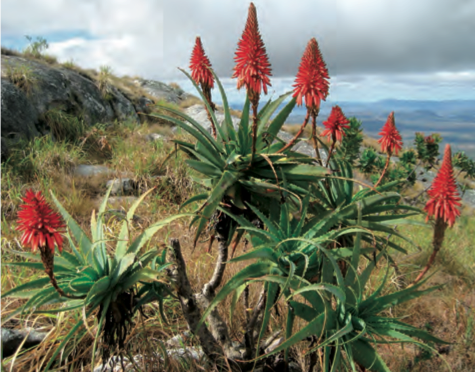 Originaire du Brésil, Aloe arborescens est non seulement immunostimulante mais, d’après plusieurs études, inhibitrice de la prolifération cancéreuse.