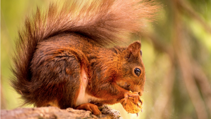 Écureuil mangeant une noix