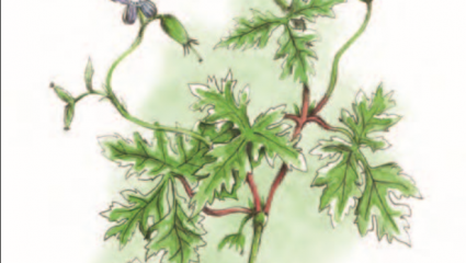 Géranium herbe