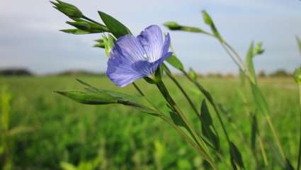 Linum usitatissimum