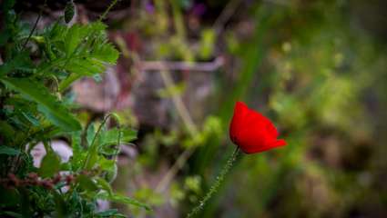 Herbe - Fleur