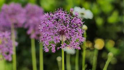 Allium sativum