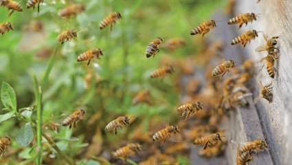 3 millions d'euros d'aide pour les apiculteurs