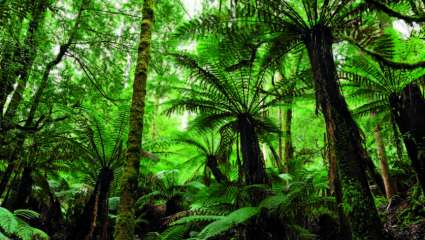Forêt de Tasmanie