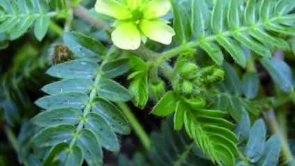 Synthèse hormonale Action indirecte des plantes