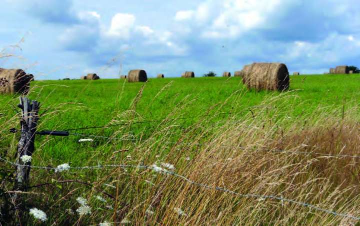 Herbes coupées 