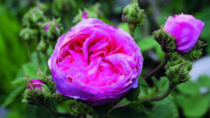 Rose Chapeau de Napoléon (Rosa centifolia var.cristata)