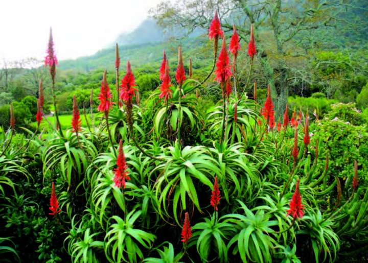 Aloès arborescent (Aloe arborescens)