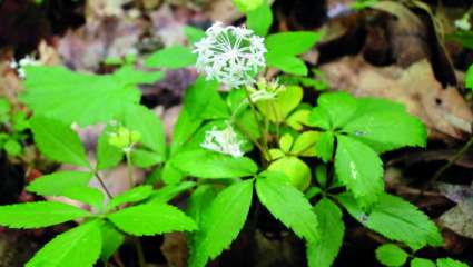 Ginseng (Panax ginseng)