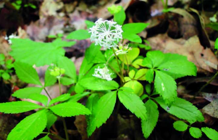 Ginseng (Panax ginseng)